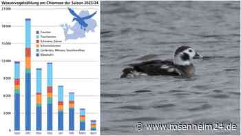 Wasservogel-Alarm am Chiemsee: Was sind die Gründe für die niedrigste Zahl seit 2012?