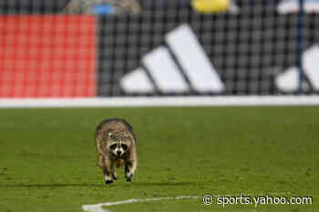 Philadelphia Union-NYCFC match interrupted by raccoon field invader