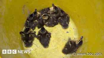 Ducklings reunited with mum after 30ft roof fall