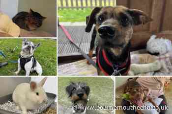 Dorset RSPCA: 6 pets who are on the lookout for new homes