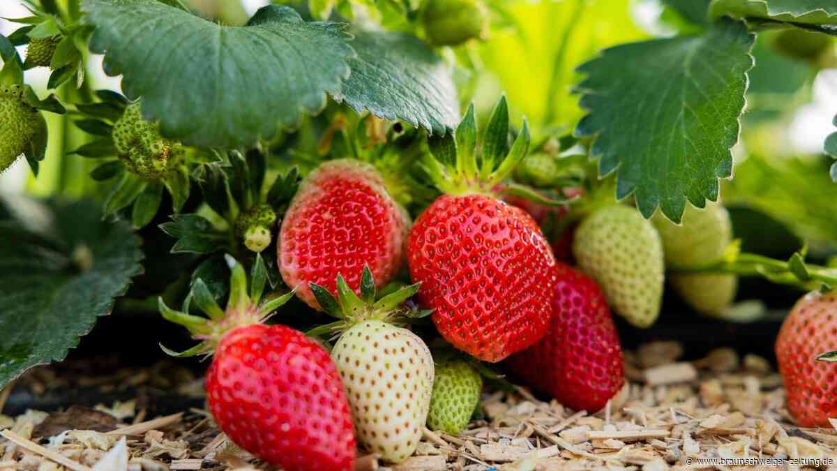 Erdbeerzeit: Wo Sie in Salzgitter Erdbeeren pflücken können