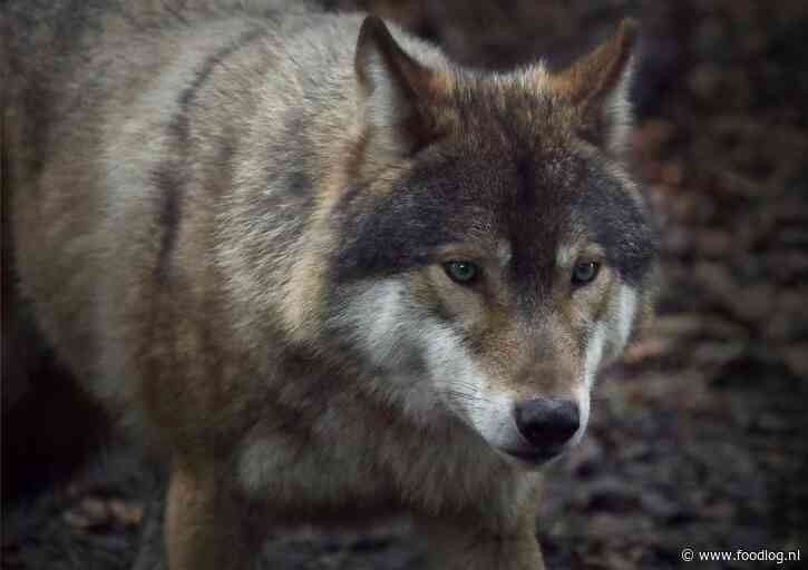 ‘Frikandellen en hamburgers maken Gelderse wolf gevaarlijk’