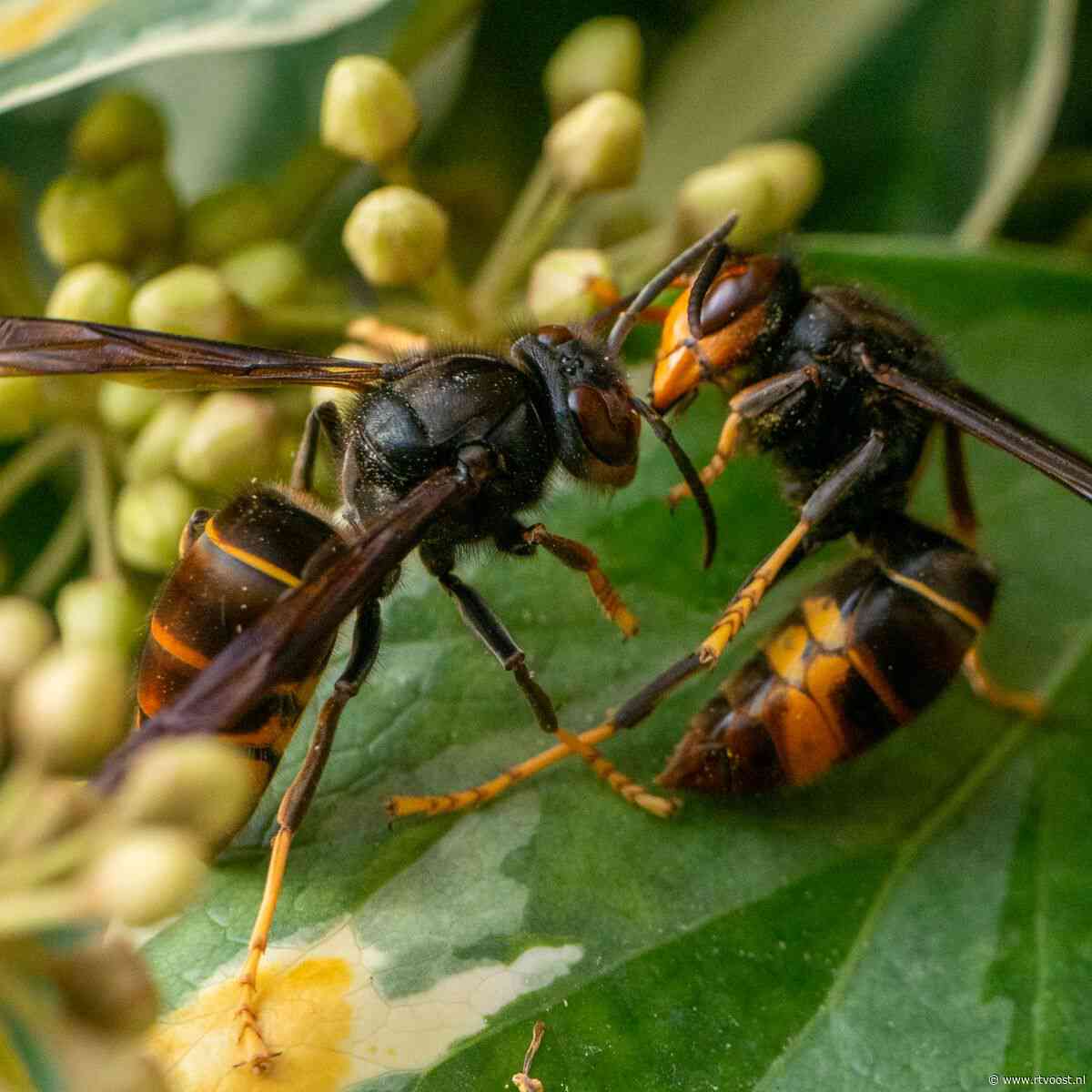 Aziatische hoornaar duikt op in Overijssel: "Hoe eerder we ze kunnen vangen, hoe beter"