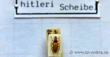 Warum der Hitler-Käfer seinen umstrittenen Namen behält