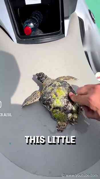 Man rescues turtle covered in barnacles! ❤️🐢  -  🎥 ra3i.al5il / Collab