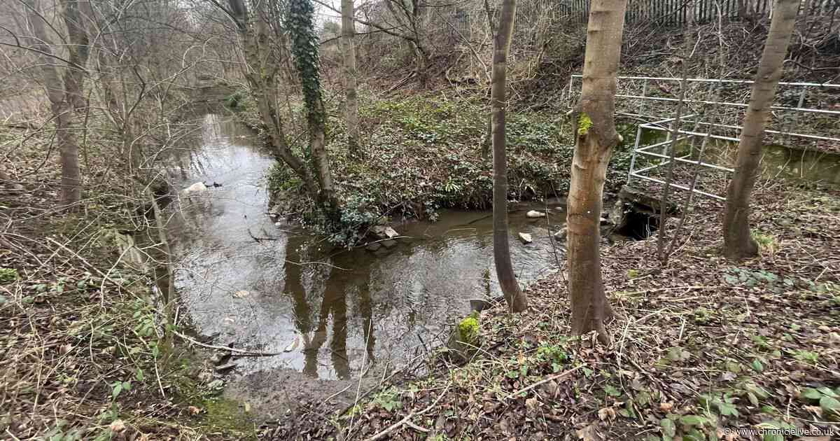 Environment Agency investigation fails to identify reason behind dead fish in Prudhoe burn