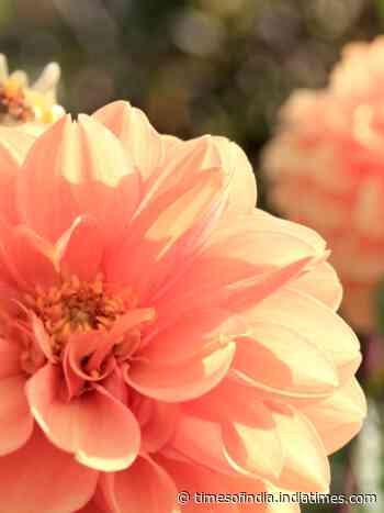 10 most beautiful summer flowers
