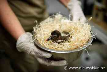 Bedreigde kaalkopibis geboren in Zoo Antwerpen