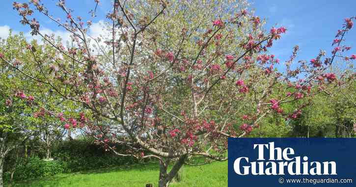 Country diary: Cherry blossom has given way to apple blossom | Virginia Spiers
