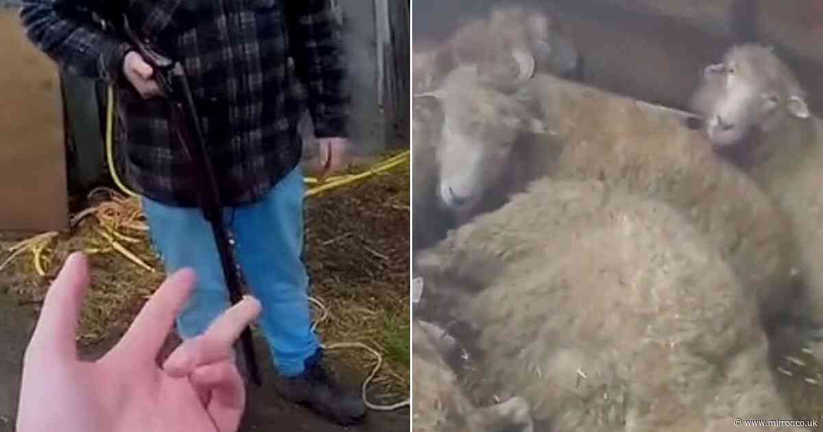 Sickening moment farmer forced to shoot his own XL Bullies as dogs brutally kill 22 terrified sheep