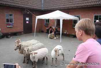 Kinderboerderij Mikerf zoekt nog schapen om zich tijdens het groot feest te laten scheren