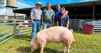 Buyers sought quality bloodlines at the Forbes stud pig sale