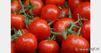 Marokko blijft tomatenexport uitbreiden