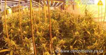 Two men arrested after police raid County Durham property and find hundreds of cannabis plants