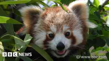 Red panda moves to new home in breeding programme