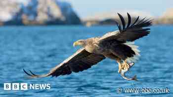 Sea eagle group has not attacked livestock - study