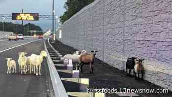 VSP responds to 'baaaa-d' behavior on I-64 in Chesapeake: Goats on the side of the road