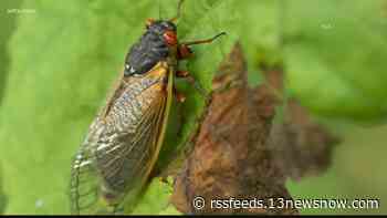 What's the difference between cicadas and locusts