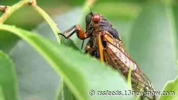What predators do cicadas have? Here's what experts say.