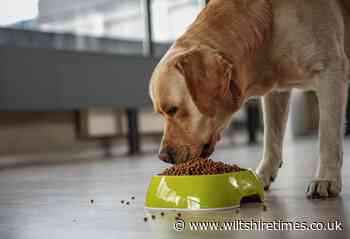 Dogs at risk of lead poisoning from eating this particular food