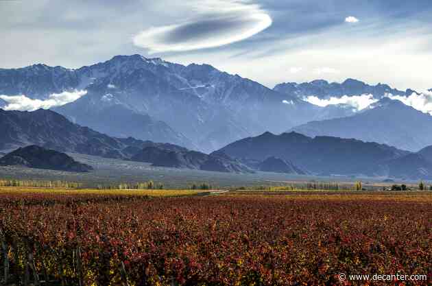 Argentina harvest 2024: Another unusual year, but excellent quality