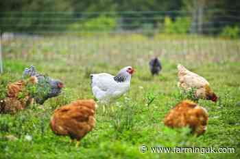 New grant of up to &#163;500,000 to help farmers improve hen housing