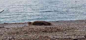 Une tortue apperçue sur une plage à Cagnes-sur-mer? L'image fait le tour des réseaux sociaux