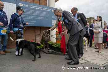 Statue of guide dog Grady unveiled at York racecourse