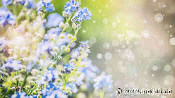 Neues Forschungsprojekt zeigt: Pollen können das Wetter beeinflussen