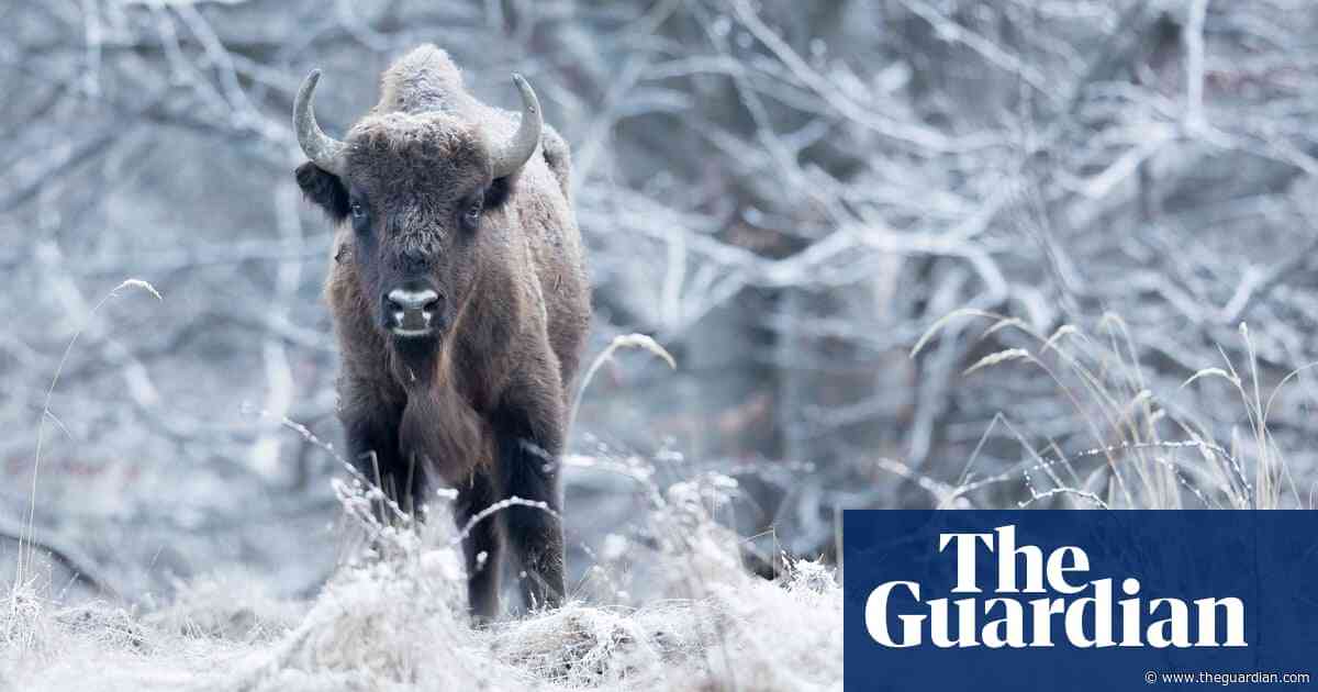 Herd of 170 bison could help store CO2 equivalent of 43,000 cars, researchers say
