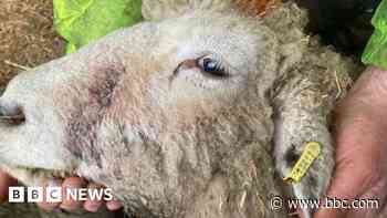 Sheep-killing XL bullies shooting caught on camera