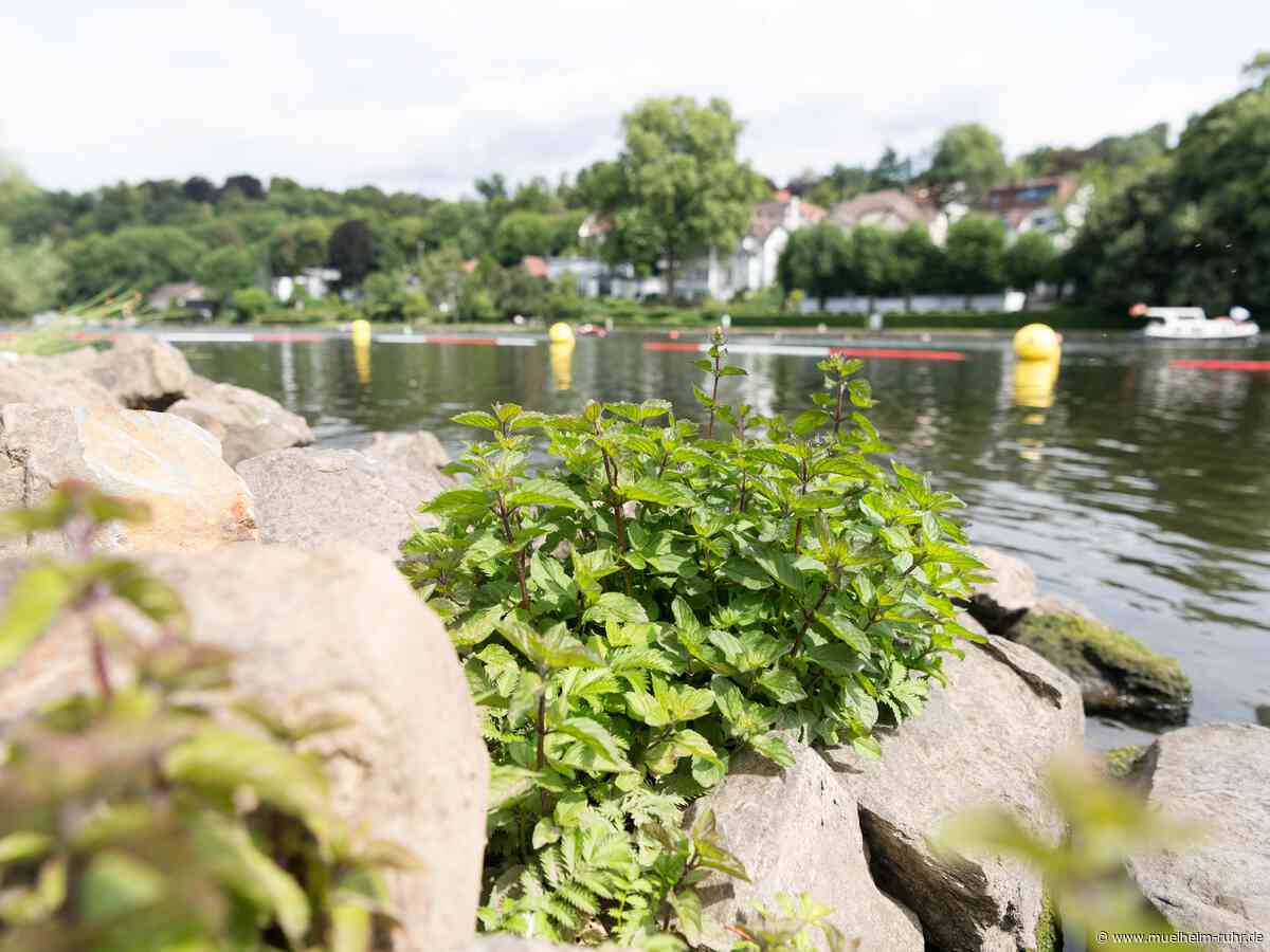 Schwimmstelle an der Ruhr: Saisonbeginn wird verschoben