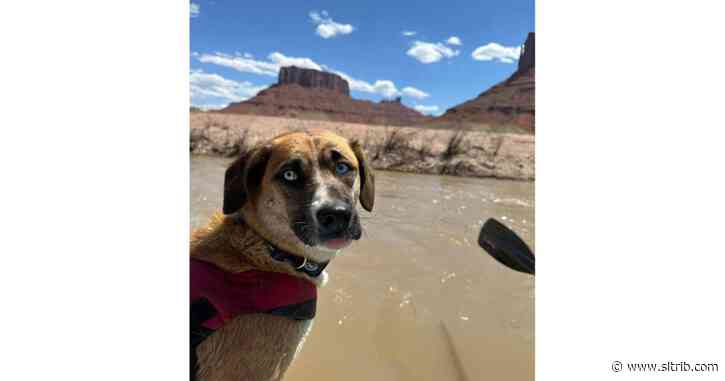9 days and $6,000 later, lost dog is found near Moab