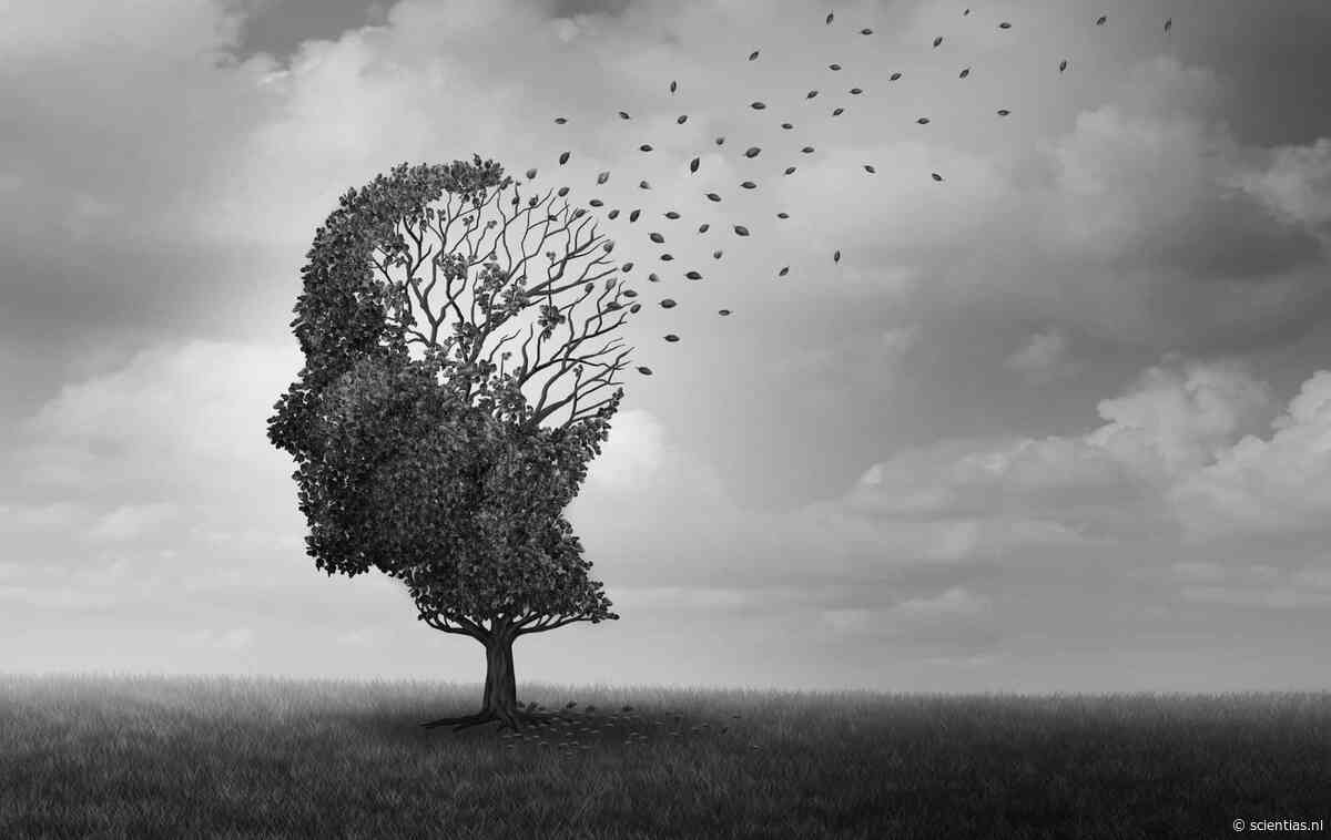 Nederlandse wetenschappers vinden 12 mensen met symptoomloze Alzheimer in Nederlandse Hersenbank – maar onduidelijk blijft waarom de ziekte bij hen niet tot uiting is gekomen