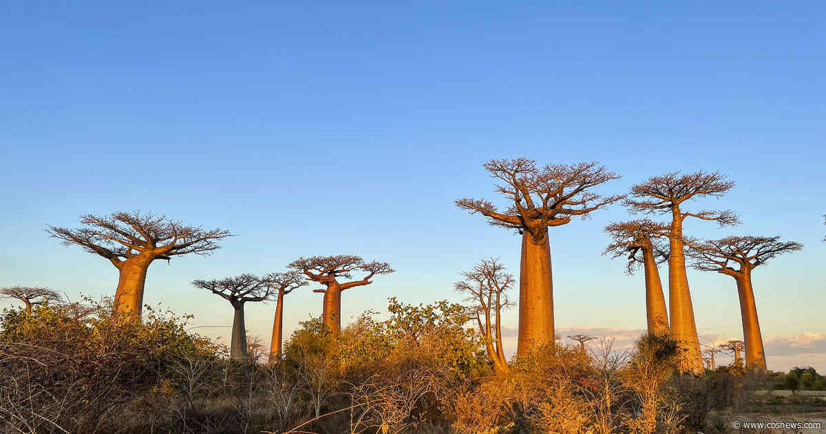 Mysterious origin of the "tree of life" revealed