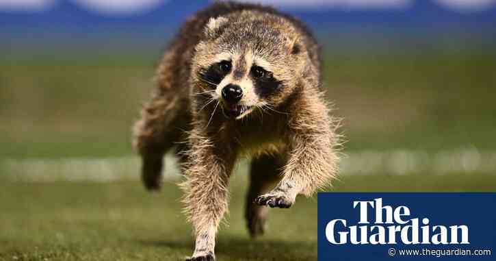 Most valuable pest? Raccoon’s soccer pitch invasion delights observers