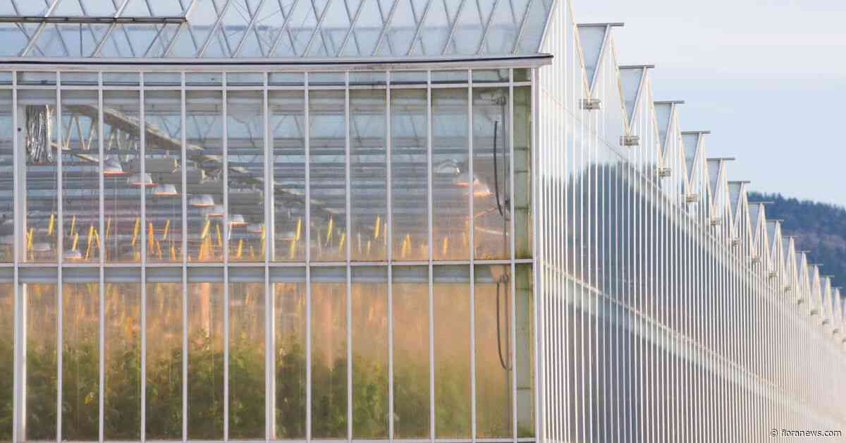 Glastuinbouw Nederland blij met focus op stabiel beleid en erkenning belang voedselveiligheid