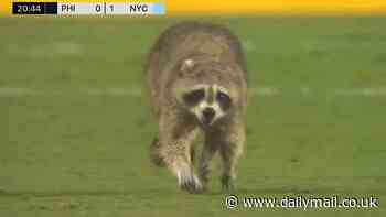 MLS action is interrupted by a RACCOON as critter dashes onto the field during NYCFC-Union game