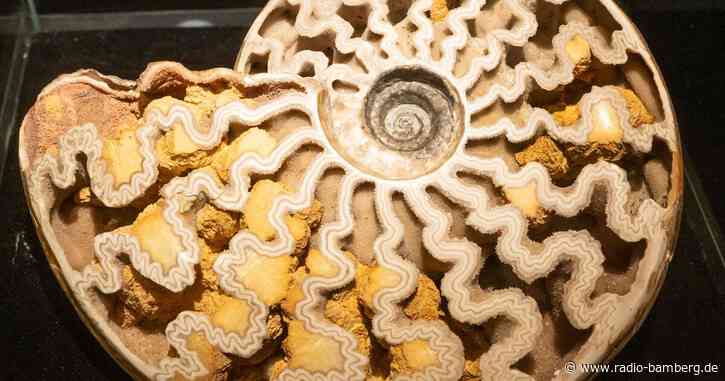 Ammonitenfunde aus aller Welt in Deutschland zu sehen