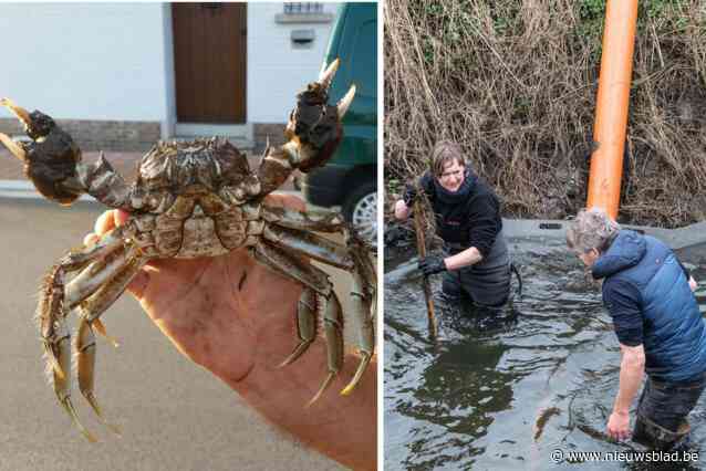 Miljoenen Chinese krabben overspoelen onze rivieren, andere landen vragen raad aan ons land om invasie te voorkomen: “We gaan er nooit meer van verlost geraken”