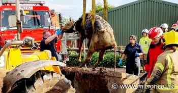 55st calf rescued from slurry pit by firefighters using crane after 20ft plunge