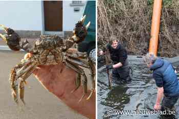 Miljoenen Chinese krabben overspoelen onze rivieren: “We gaan er nooit meer van verlost geraken”