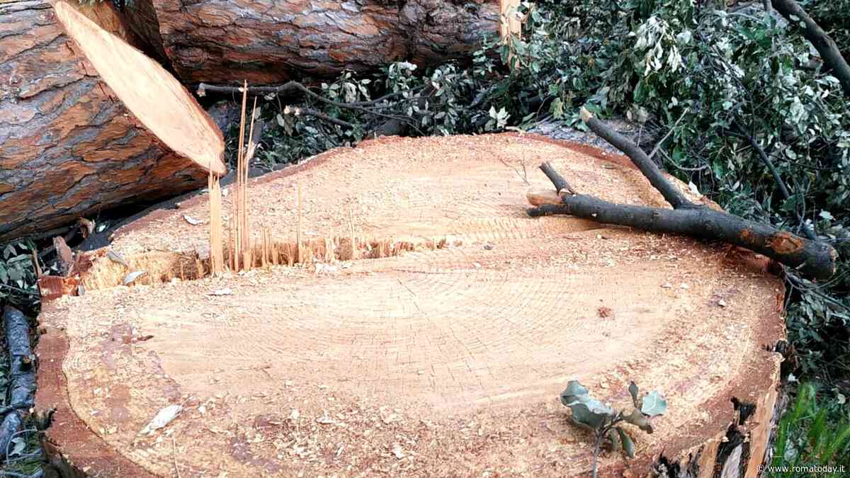 Stop al taglio degli alberi di pregio: “Intervenga l’Unesco”