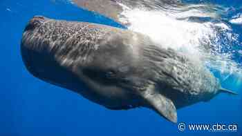 What are whales saying to each other? Scientists are a step closer to finding out