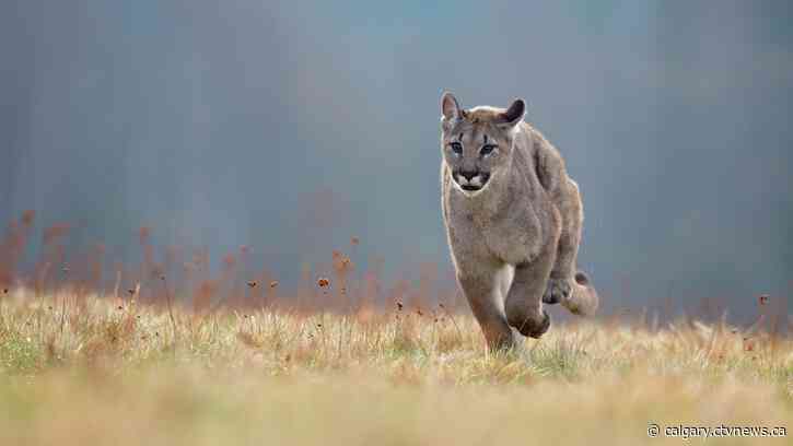 Cougar frequenting Banff campground area: Parks Canada