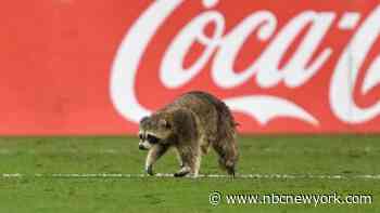 Raccoon invades field and dodges trash can-wielding officials at soccer game