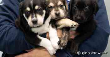 Good Samaritan rescues puppies left in small box near Hwy. 401 ramp: Humane Society