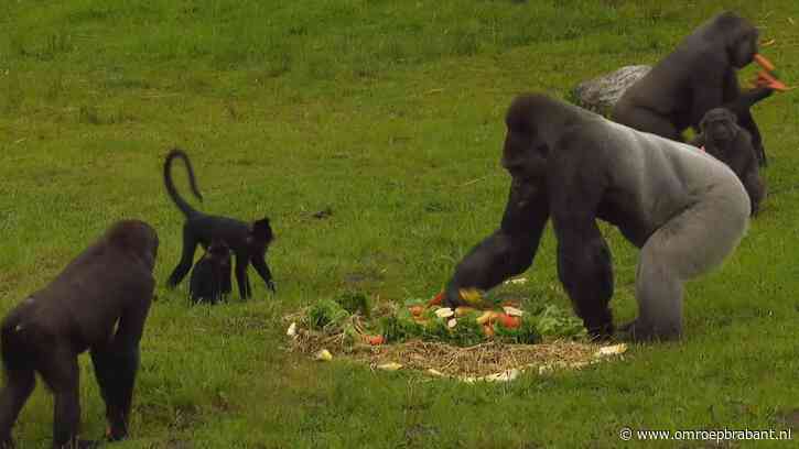 Geen kaarsjes op de taart van Mies: 'Gaat niet goed met gorillaharen'