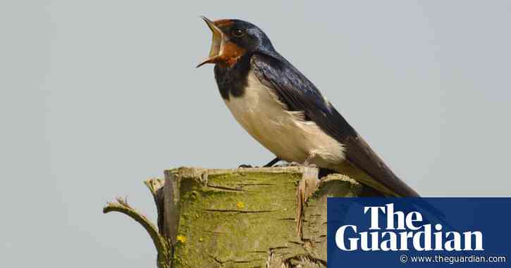 Swallow, swift and house martin populations have nearly halved, finds UK bird survey