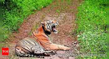 Tiger kills man in MP, feasts on his body
